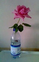 
Rosa di Chiale, per Gilda, da mio padre
